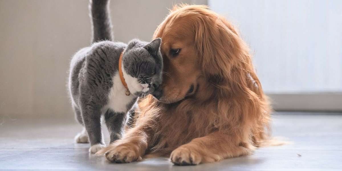 Wat is een hondenverzekering of kattenverzekering?